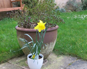 Potted-daffodil-in-flower-on-home-patio