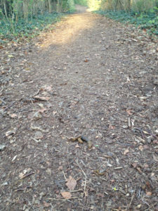 Dog poo in the middle of the path