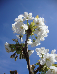 Cherry blossom April 2014